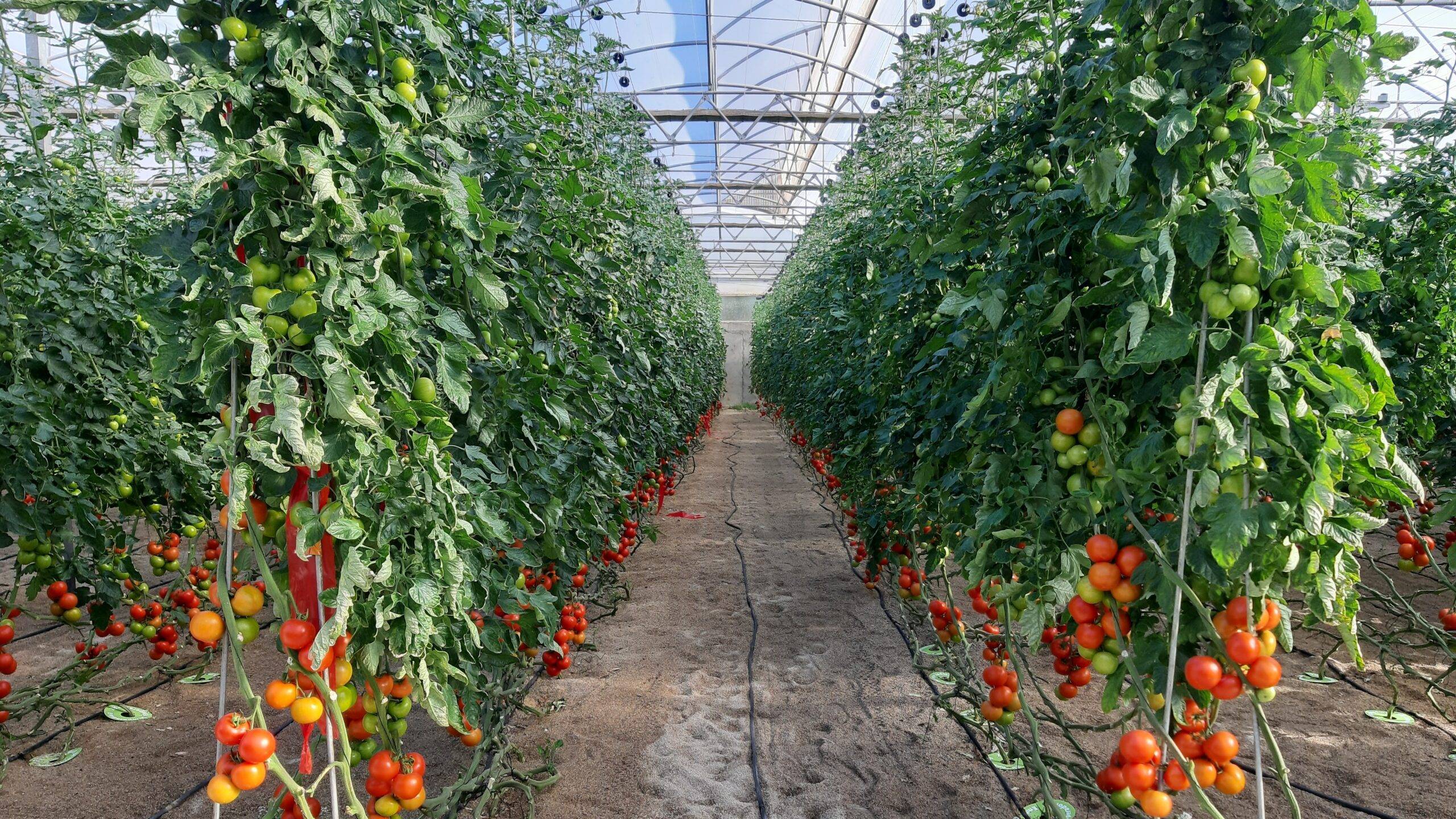 revolución tecnológica agro productiva almeria